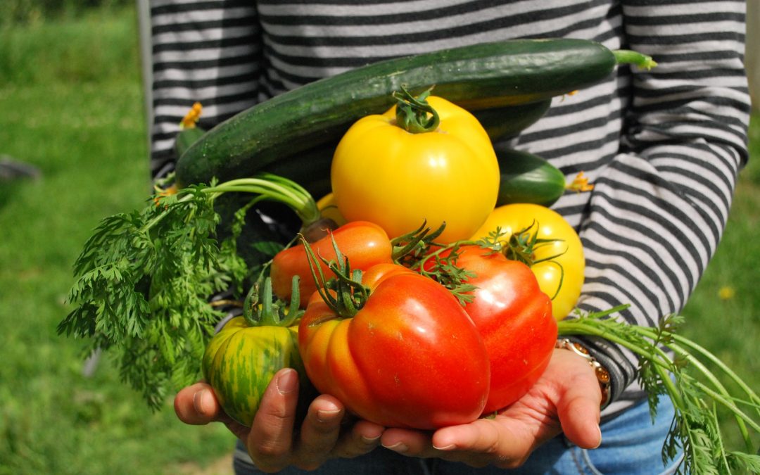 Réunion Projet Potagers Collectifs