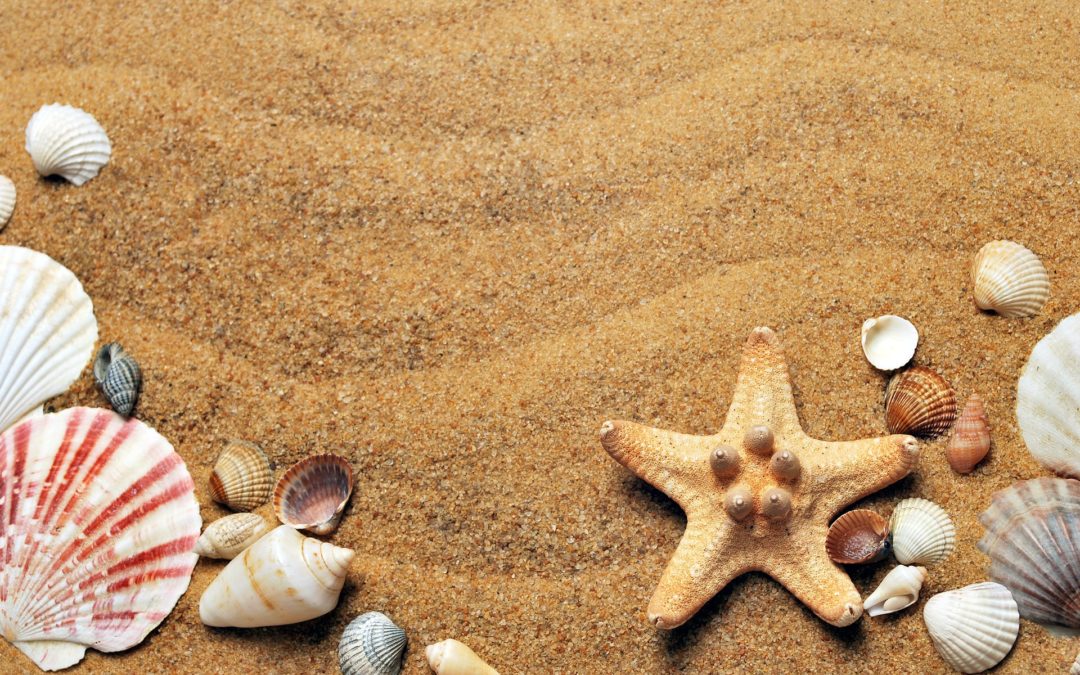 Sortie à la mer d’Ostende juillet 2019